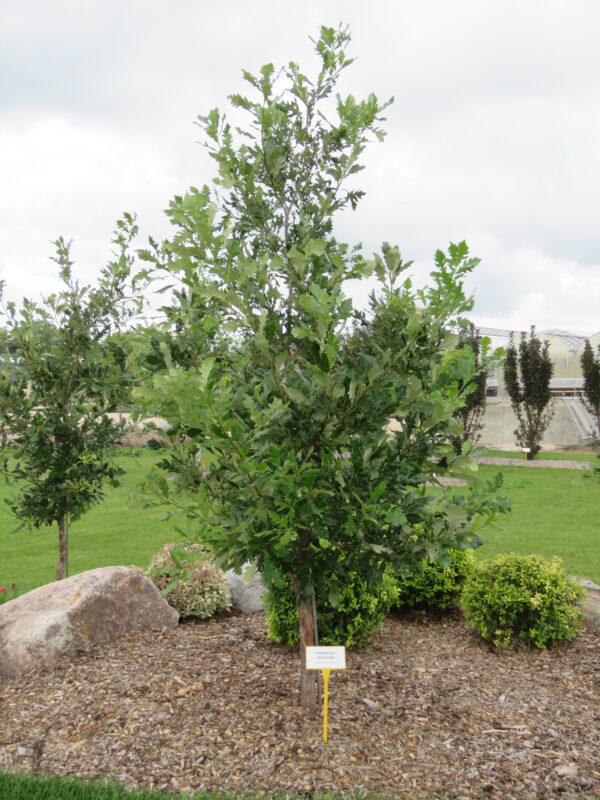 Quercus x jackiana Admiration®