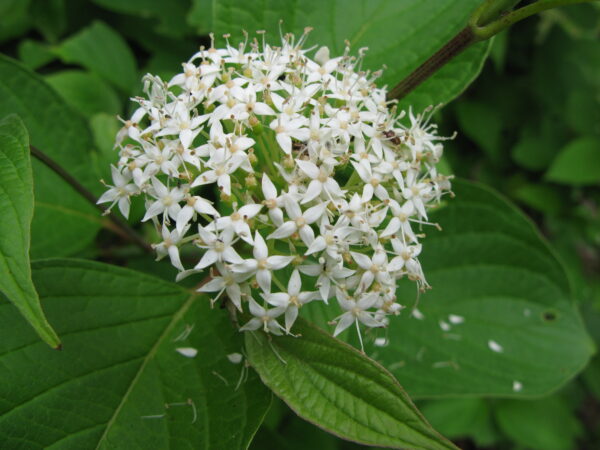 Cornus alba Sibirica - Image 2
