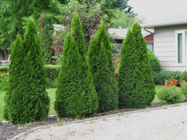 Thuja occidentalis Brandon