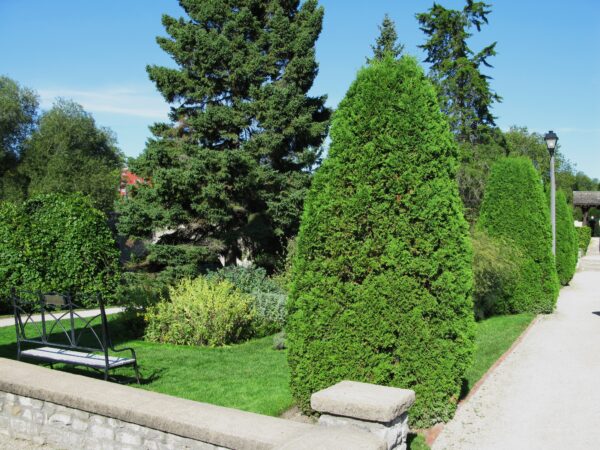 Thuja occidentalis Brandon - Image 2