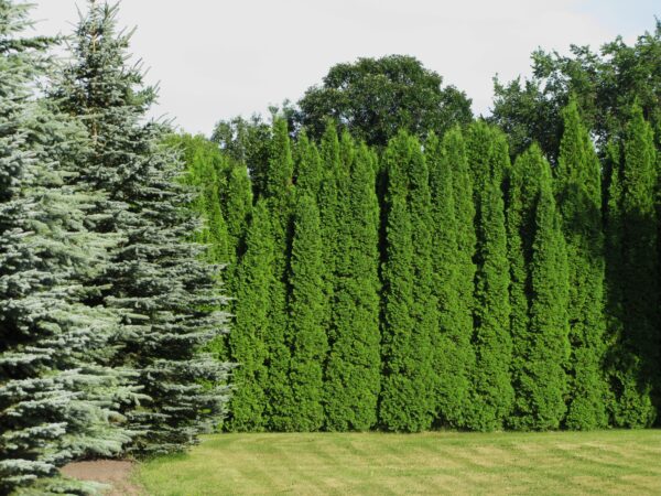 Thuja occidentalis Brandon - Image 4