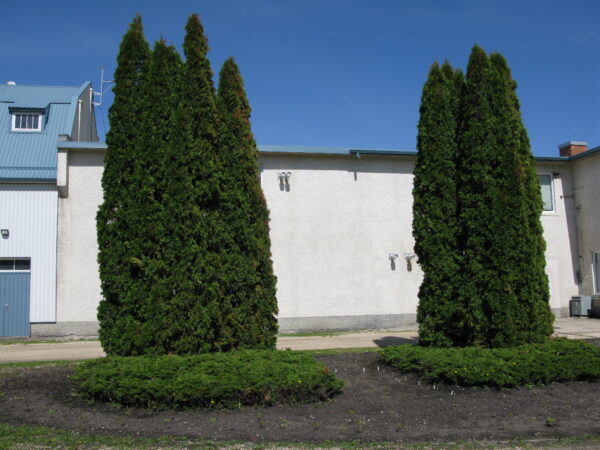 Thuja occidentalis Brandon - Image 5