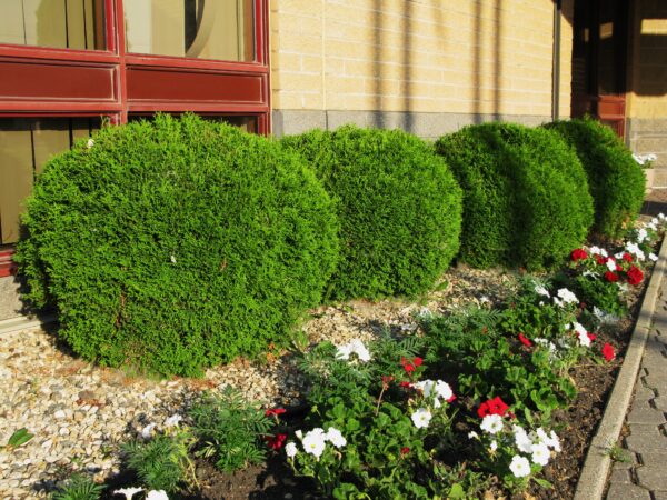 Thuja occidentalis Little Giant - Image 4