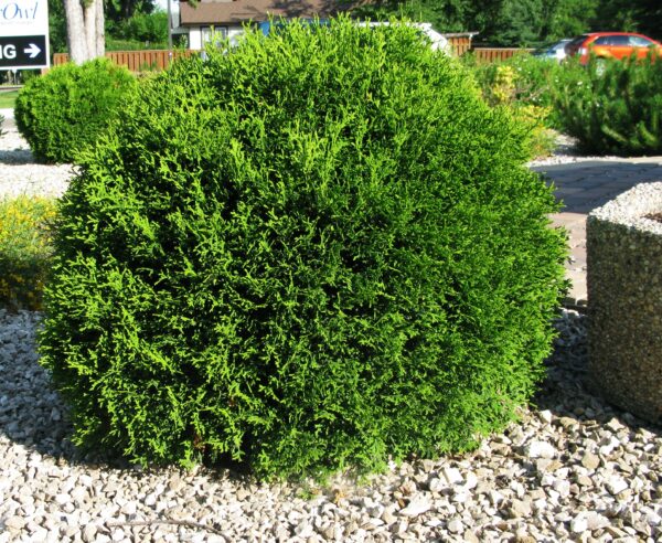 Thuja occidentalis Little Giant - Image 5