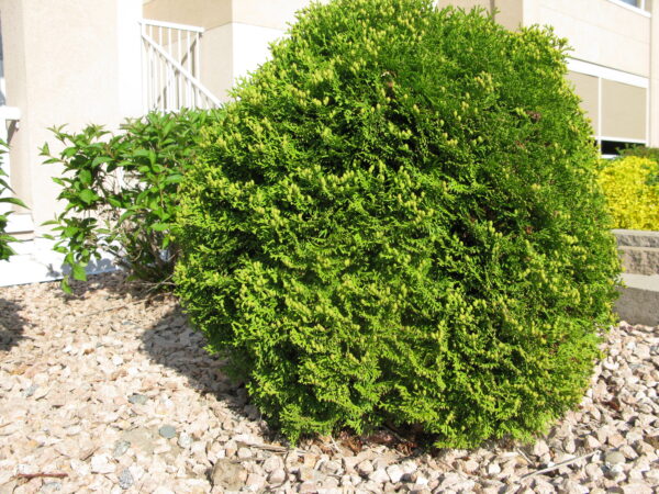 Thuja occidentalis Little Giant