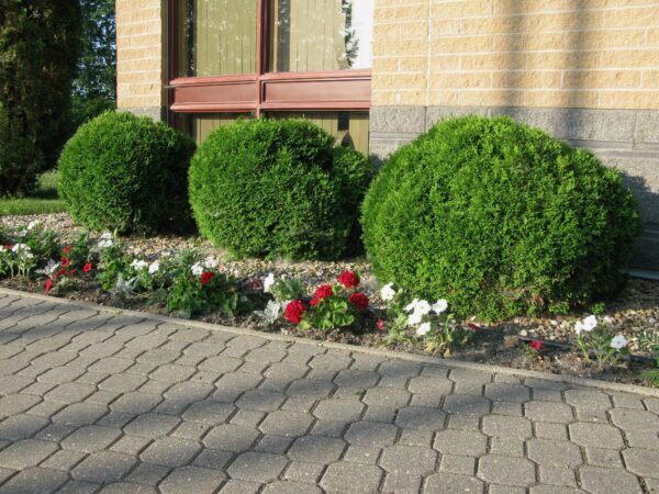 Thuja occidentalis Little Giant - Image 2