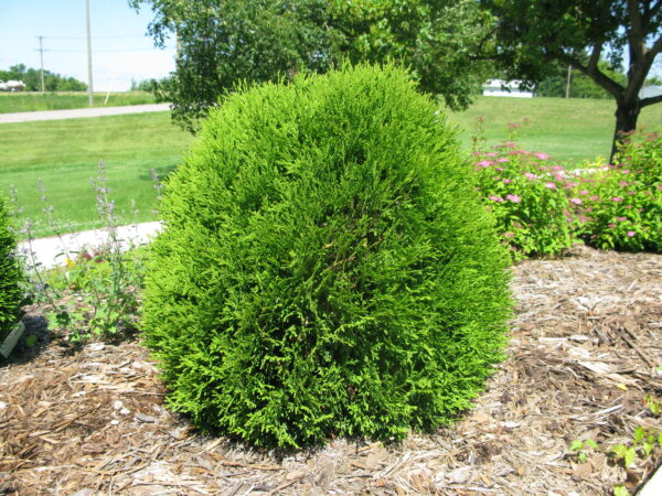 Thuja occidentalis Little Giant - Image 3
