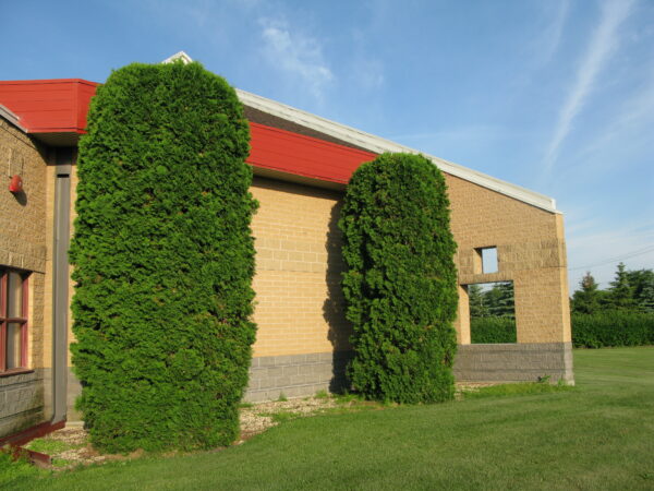 Thuja occidentalis Skybound - Image 4