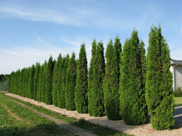 Thuja occidentalis Skybound