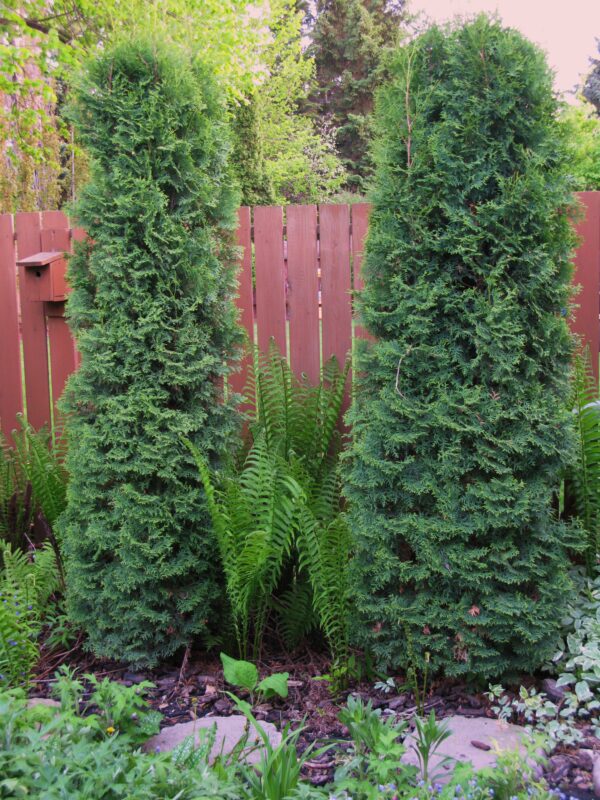 Thuja occidentalis Skybound - Image 2
