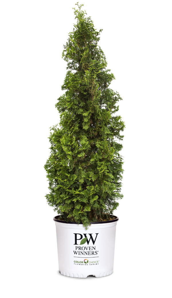 Thuja occidentalis Sting® (PW) - Image 5