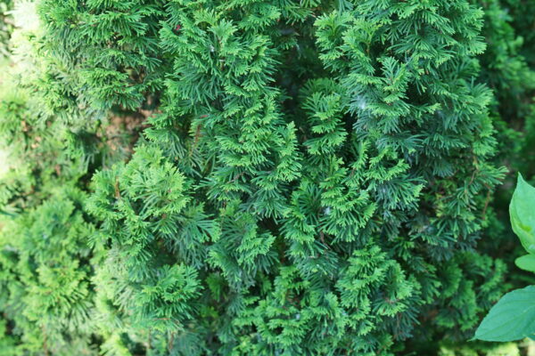 Thuja occidentalis Sting® (PW) - Image 3