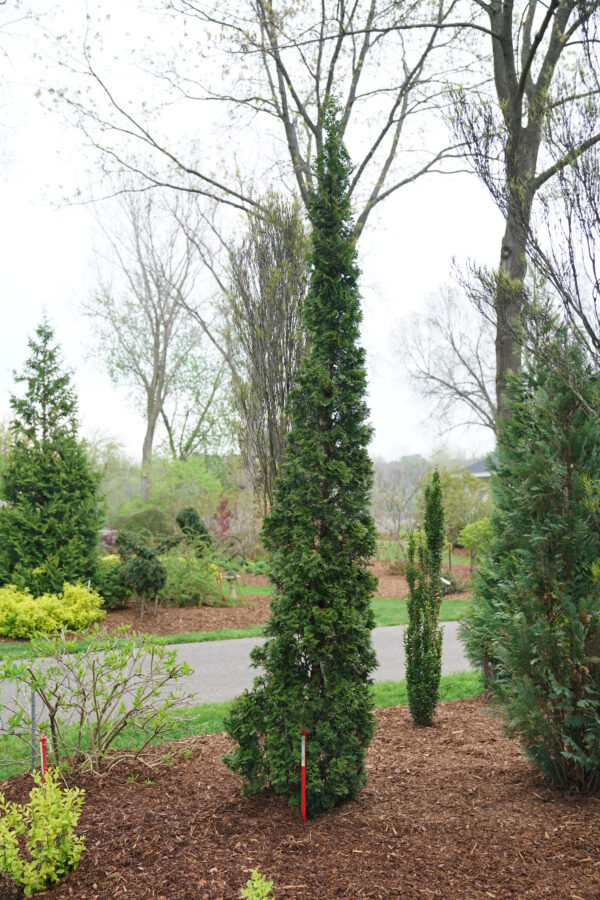 Thuja occidentalis Sting® (PW) - Image 2