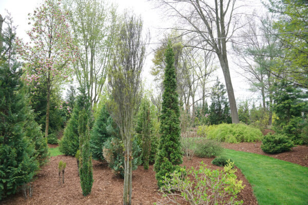 Thuja occidentalis Sting® (PW)