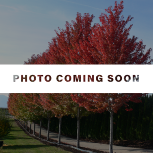 Acer freemanii Sienna Glen®