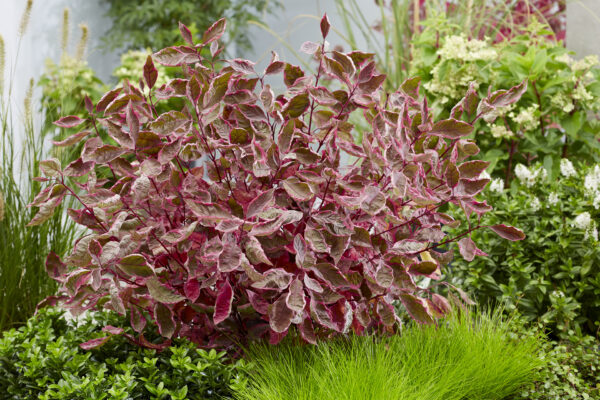 Cornus alba Sgt. Pepper® (PW) - Image 5