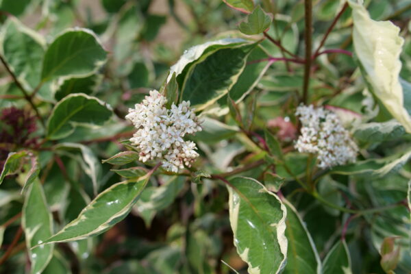 Cornus alba Sgt. Pepper® (PW) - Image 4
