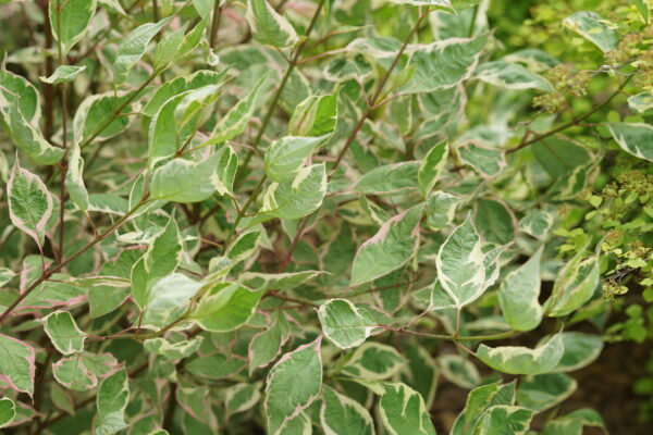 Cornus alba Sgt. Pepper® (PW) - Image 3