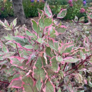 Cornus alba Sgt. Pepper® (PW)