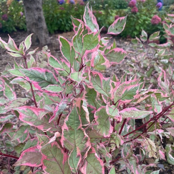 Cornus alba Sgt. Pepper® (PW)