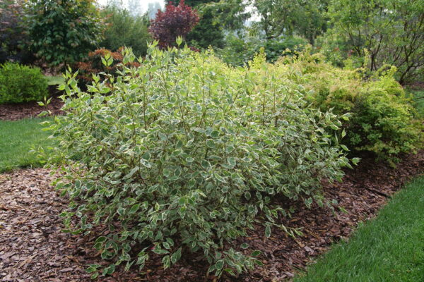 Cornus alba Sgt. Pepper® (PW) - Image 2