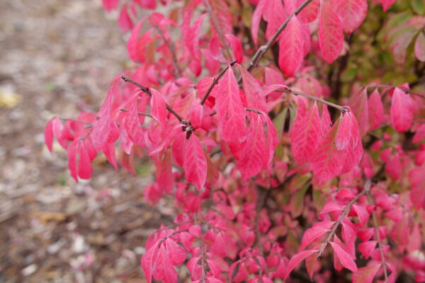 Euonymus alatus Fire Ball Seedless® (PW) - Image 5