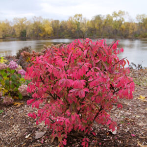 Euonymus alatus Fire Ball Seedless® (PW)