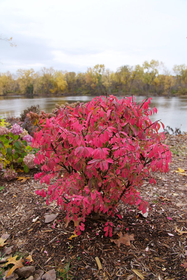 Euonymus alatus Fire Ball Seedless® (PW)