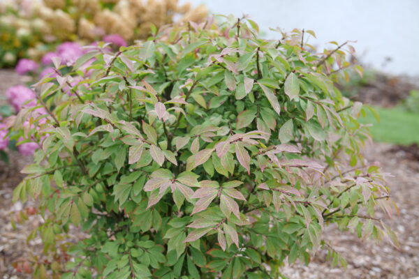 Euonymus alatus Fire Ball Seedless® (PW) - Image 3