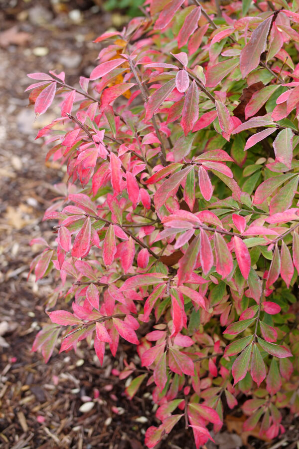 Euonymus alatus Fire Ball Seedless® (PW) - Image 4