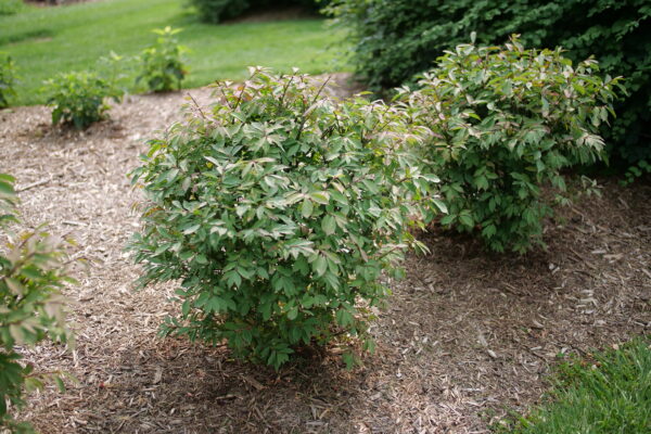 Euonymus alatus Fire Ball Seedless® (PW) - Image 2