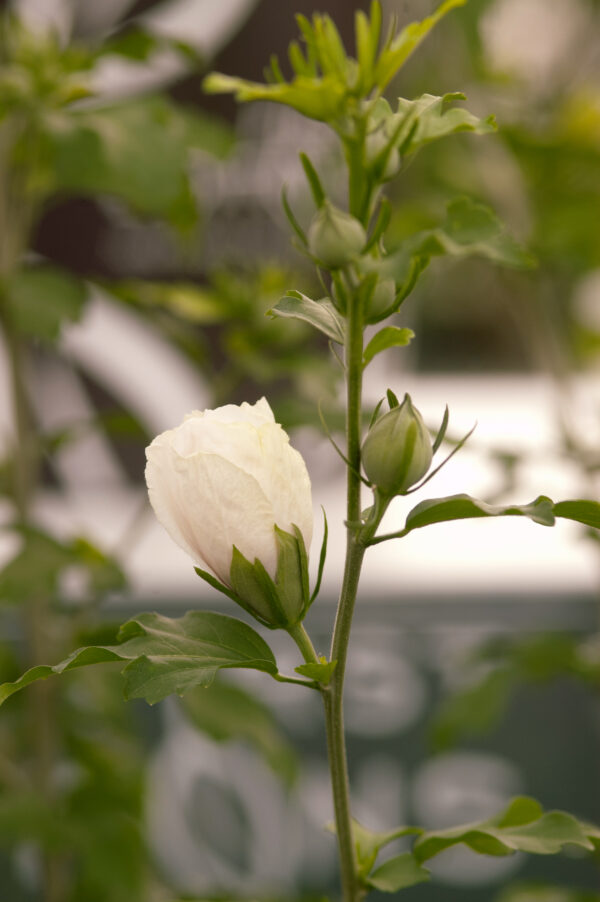 Hibiscus syriacus Bali™ (FE) - Image 2