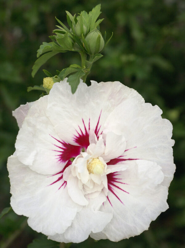 Hibiscus syriacus Bali™ (FE) - Image 3