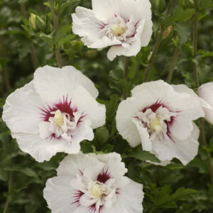 Hibiscus syriacus Bali™ (FE)