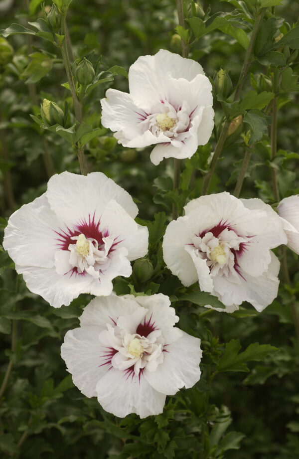 Hibiscus syriacus Bali™ (FE)