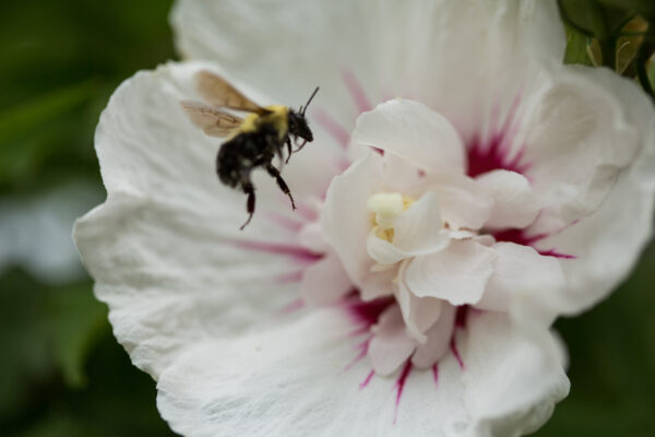 Hibiscus syriacus Bali™ (FE) - Image 4