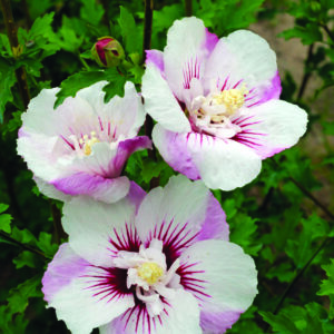 Hibiscus syriacus Fiji™ (FE)
