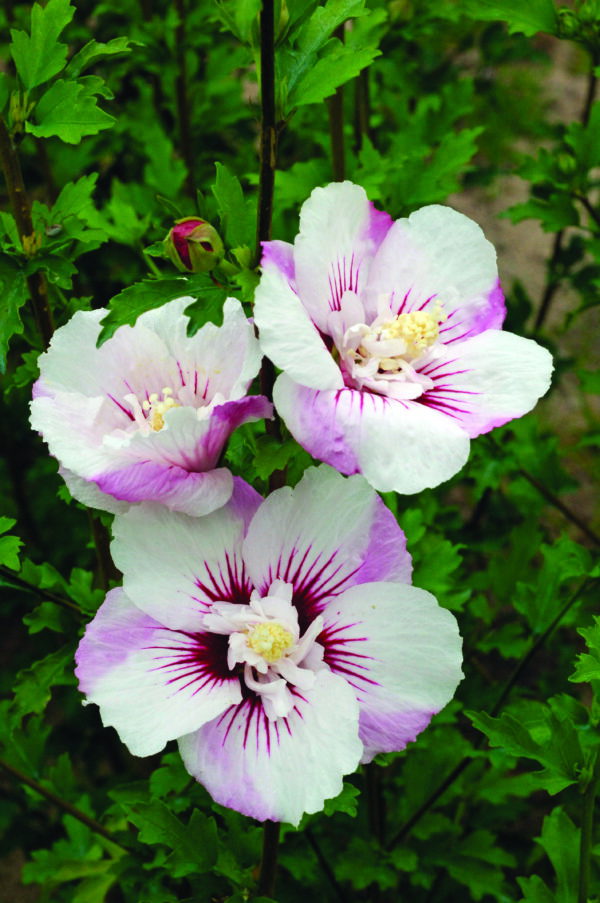 Hibiscus syriacus Fiji™ (FE)