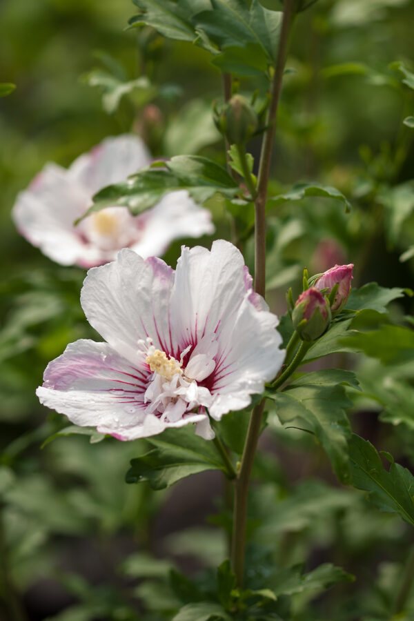 Hibiscus syriacus Fiji™ (FE) - Image 2