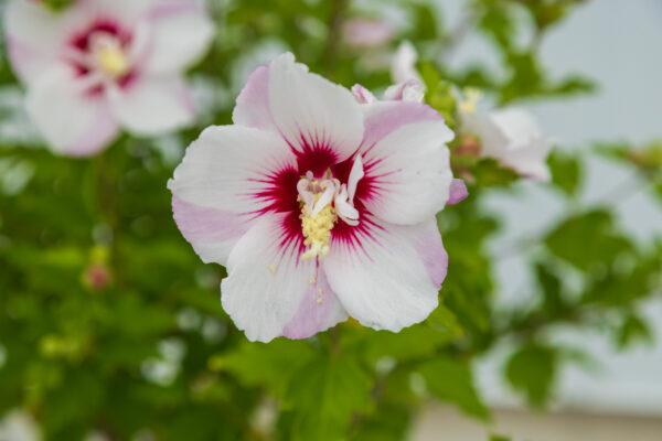 Hibiscus syriacus Fiji™ (FE) - Image 3