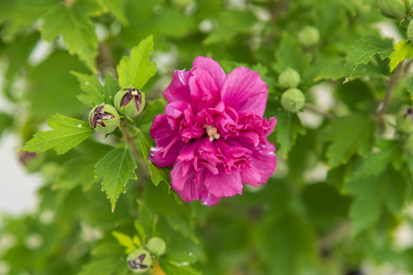 Hibiscus syriacus French Cabaret™ Red (FE) - Image 2