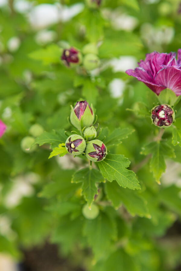 Hibiscus syriacus French Cabaret™ Red (FE) - Image 3