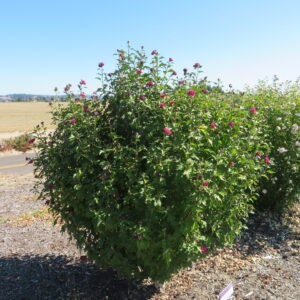 Hibiscus syriacus French Cabaret™ Red (FE)