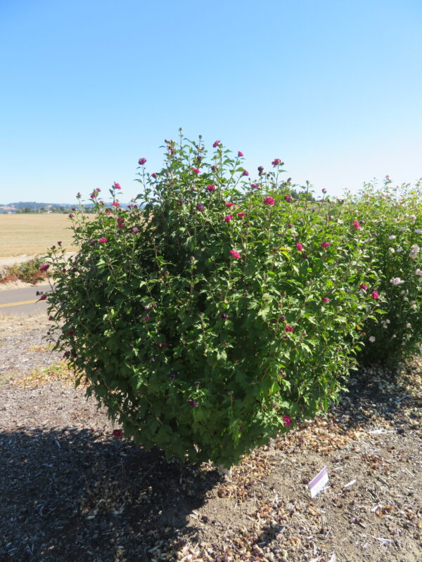 Hibiscus syriacus French Cabaret™ Red (FE)