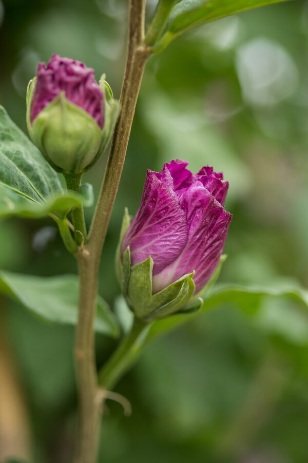 Hibiscus syriacus Tahiti™ (FE) - Image 3