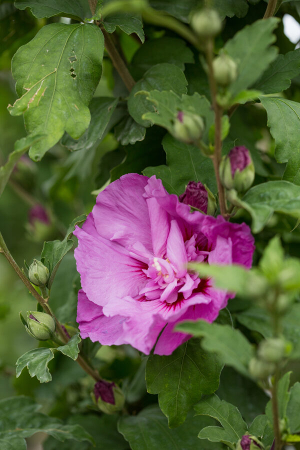 Hibiscus syriacus Tahiti™ (FE) - Image 2