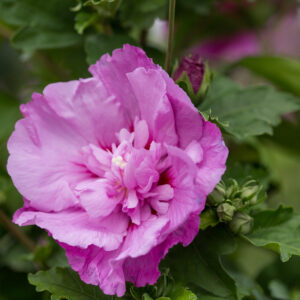 Hibiscus syriacus Tahiti™ (FE)