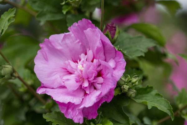 Hibiscus syriacus Tahiti™ (FE)