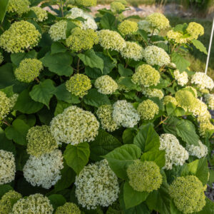 Hydrangea arb. FlowerFull® (FE)