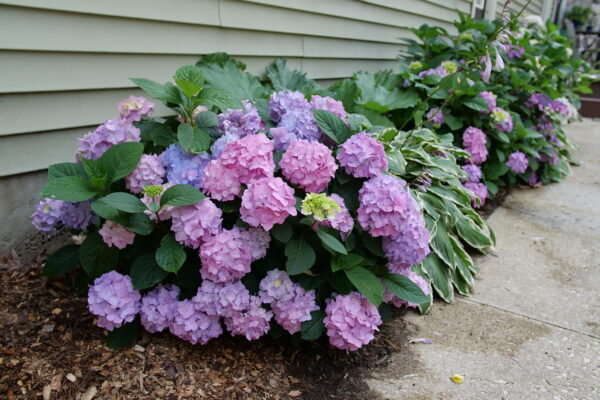 Hydrangea macrophylla Let's Dance Sky View® (PW) - Image 3
